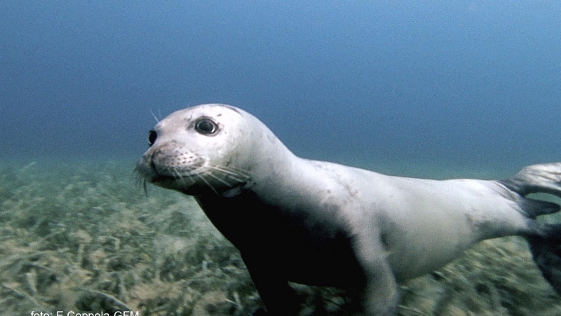 Foca monaca nell'Area Mariana Protetta Capo Rizzuto: come comportarsi e chi contattare in caso di avvistamento