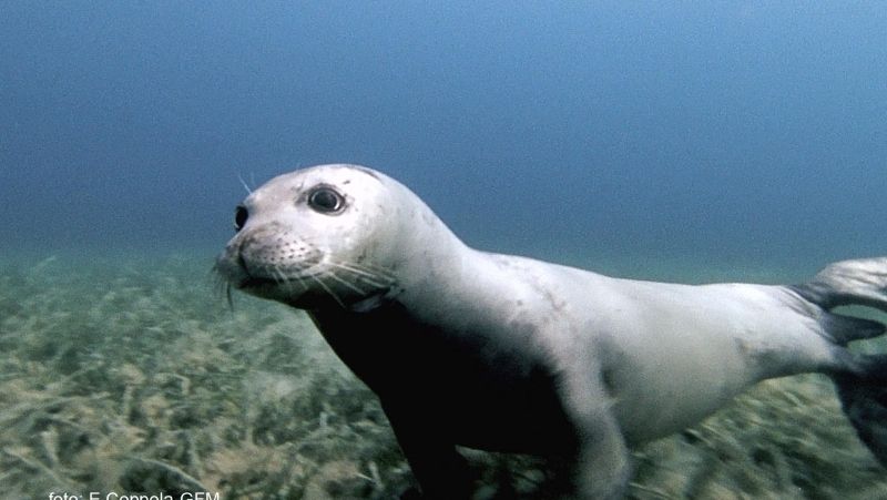 Avvistamento foca monaca lungo le coste dell'AMP Capo Rizzuto