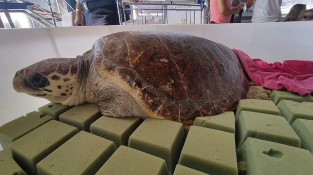 Liberata in mare la Tartaruga “Caretta caretta” dal nome Fatima