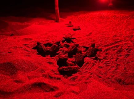 L’AMP “Capo Rizzuto” sito di nidificazione della nostra tanto cara Tartaruga Caretta caretta